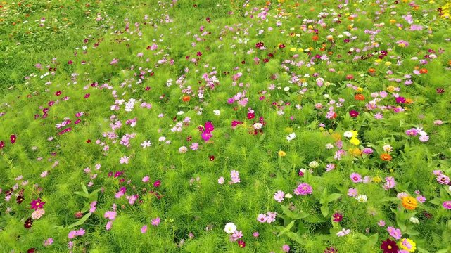 Low POV flyover of Dix Park wildflower field near downtown Raleigh