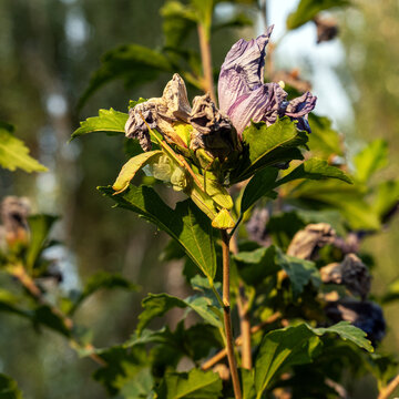 A female mantis (Hierodula tenuidentata) with noticeably damaged or deformed wings rests on a blooming Syrian hibiscus stem. The injury could be the result of a mating encounter or a failed final molt