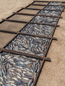Large quantities of small fish mackarel arranged in rectangular drying racks during traditional fish processing for producing dried fish snacks.