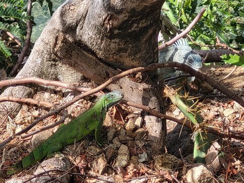 Iguane