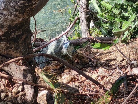 Iguane