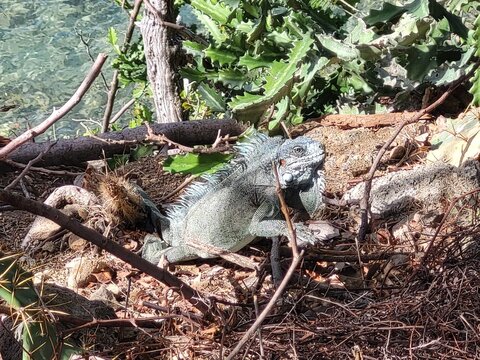 Iguane