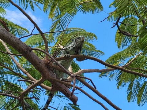 Iguane