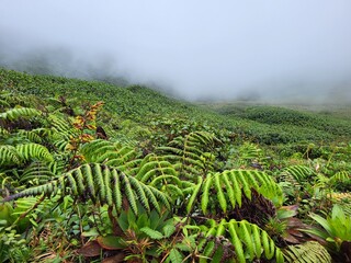 Volcan de la Soufrière, Guadeloupe © vouvraysan