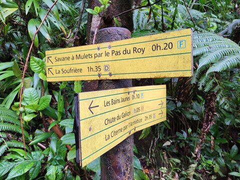 For&ecirc;t tropicale, Guadeloupe