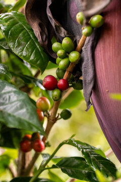 Ripe red coffee cherries on a branch with green leaves