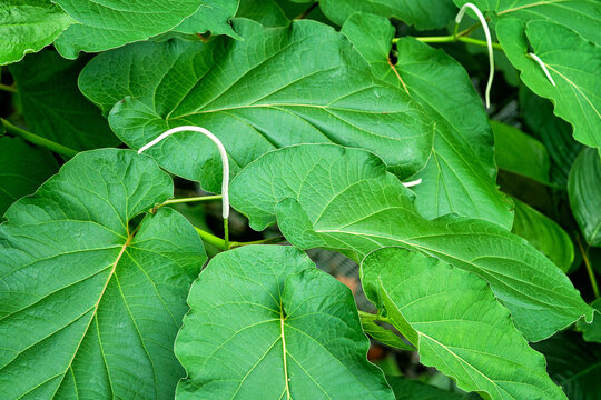 Piper auritum hoja santa mexican pepperleaf plant with green leaves and white flower spikes, detailed macro photography of aromatic culinary herb in natural light, close up
