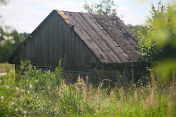 Naklejka premium Old Wooden Barn Tall Summer Grass