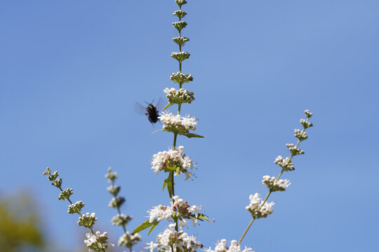 Chasteberry, Abraham's balm, lilac chastetree, monk's pepper (Vitex agnus castus 'Alba'). Common carder bee (Bombus pascuorum) flying to flowers. Blue sky. Dutch garden, summer.