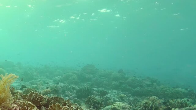 Underwater view of a coral reef ecosystem shows vibrant marine life. The setting captures the sunlit ocean floor, with diverse corals and fish swimming among the natural habitat during daylight hours.