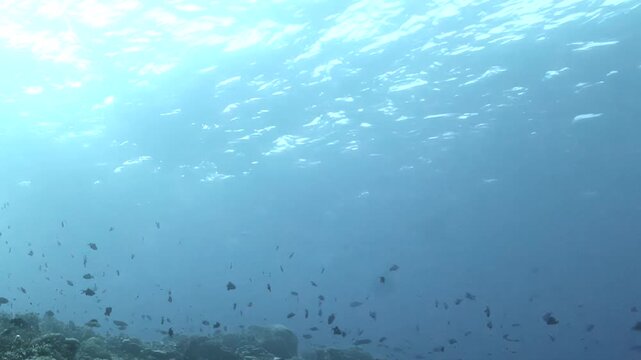Researchers explore coral reef in shallow waters. Schools of small fish swim among corals. Sunlight penetrates water, creating patterns on ocean floor. Location is vibrant with marine activity.