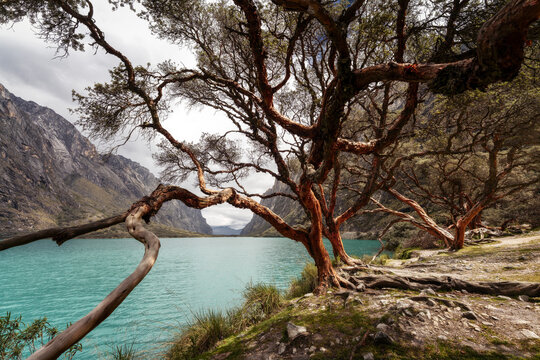Laguna Llanganuco with Polylepis trees in Peru in 2025