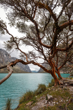 Polylepis tree framing turquoise Laguna Llanganuco in Peru 2025