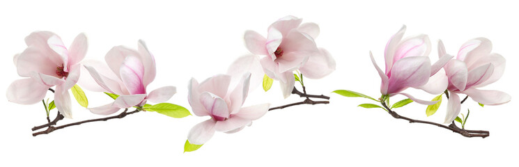 Beautiful magnolia flowers isolated on white, set © New Africa