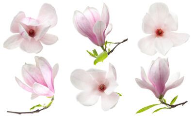 Beautiful magnolia flowers isolated on white, set © New Africa