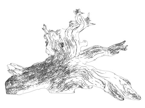 Detailed driftwood log sketch isolated on transparent background for rustic natural design elements