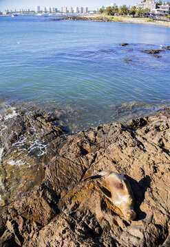 Sea Lion