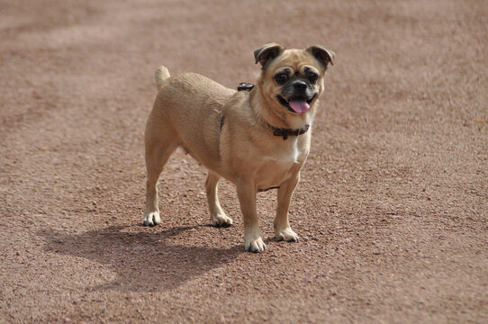 Portrait of chug dog sand-colored fur pet standing isolated on the road  