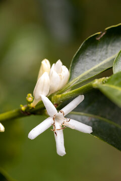 Beautiful single white coffee flower in bloom