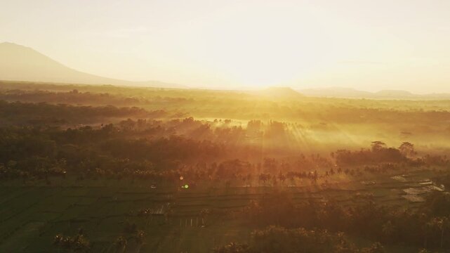 Spectacular drone flyover above Mancingan rice terraces in Ubud during a glowing golden sunrise &ndash; Amazing countryside path surrounded by coconut palms and green paddies, tourism advertising asset
