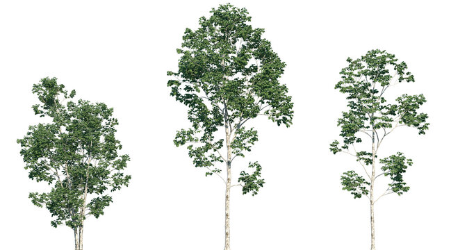 Set of Betula platyphylla (commonly known as the Asian white birch or Japanese white birch) trees frontal isolated png on a transparent background perfectly cutout