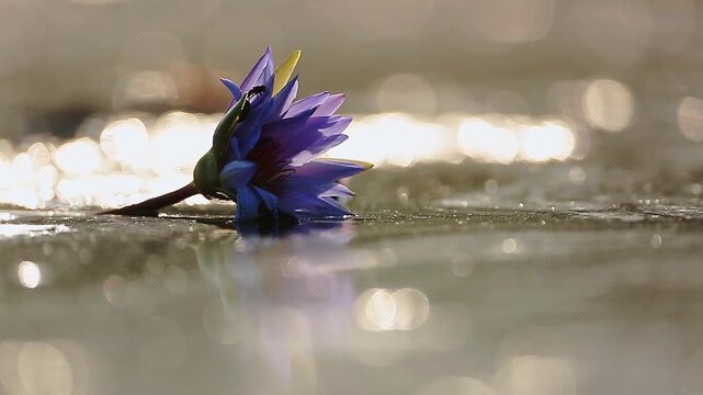 Waterlily flower in backlit at dawn in middle of water with sparks in Greater Kruger National park, South Africa