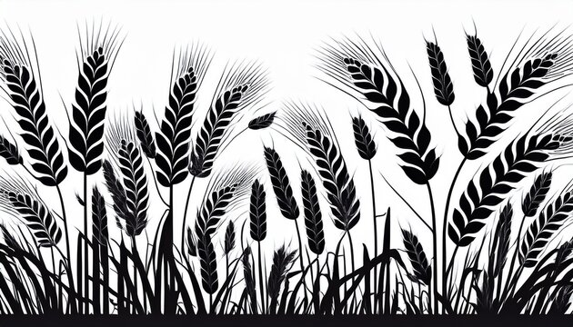 wheat field ears of wheat rye or barley agriculture and harvest black isolated silhouette on white background drawing