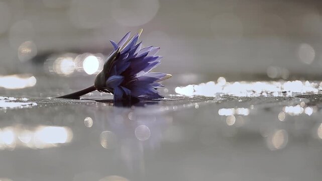Waterlily flower in backlit at dawn in middle of water with sparks in Greater Kruger National park, South Africa