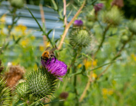 Dense cluster of annual fleabane, Erigeron annuus, covered with numerous small white daisy-like flowers and yellow centers among green roadside vegetation. Natural summer wildflower scene suitable for