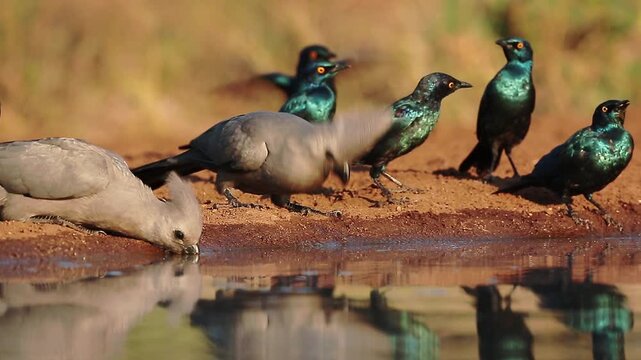 Grey go away bird and Cape Glossy Starling drinking in waterhole with reflection in Kruger National park, South Africa ; Specie Corythaixoides concolor family of Musophagidae 