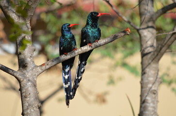  A close-up wildlife photograph showing a pair of iridescent Green Wood Hoopoes (Phoeniculus purpureus) with bright red curved bills perched together on an acacia branch inside Satara Rest Camp. © Michael