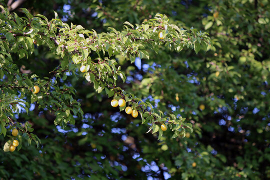 ripe plum on a tree in a summer garden against a blue sky. A beautiful natural background. Close-up of juicy yellow plums. August. New harvest. Organic produce. Plum tree. Vitamins. Food. Cherry plum.