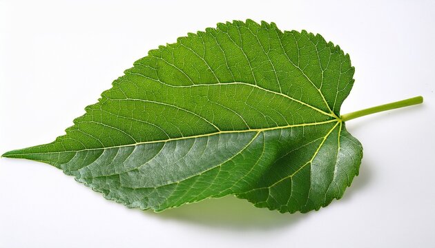 mulberry leaf on the white background