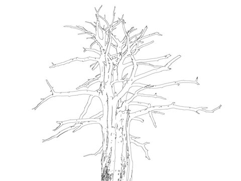 Old dead tree trunk line drawing isolated on transparent background for environmental graphic illustration
