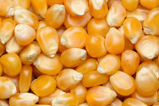 Popcorn kernels