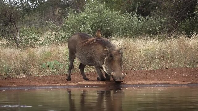 Common warthog walking along waterhole in alert with oxpecker in greater Kruger National park, South Africa ; Specie Phacochoerus africanus family of Suidae