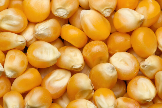 Mushroom popcorn kernels