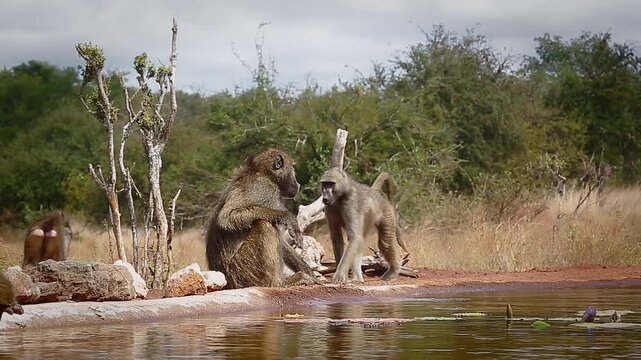 Three Chacma baboons drinking and walking along waterhole  in greater  Kruger National park, South Africa ; Specie Papio ursinus family of Cercopithecidae