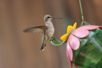 Hummingbird posing. © Elzbieta 