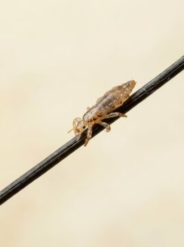 Macro photograph of a single head louse crawling along a dark human hair strand. Close up of parasitic insect on a plain light background