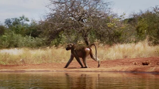 Two Chacma baboons drinking and walking along waterhole  in greater  Kruger National park, South Africa ; Specie Papio ursinus family of Cercopithecidae