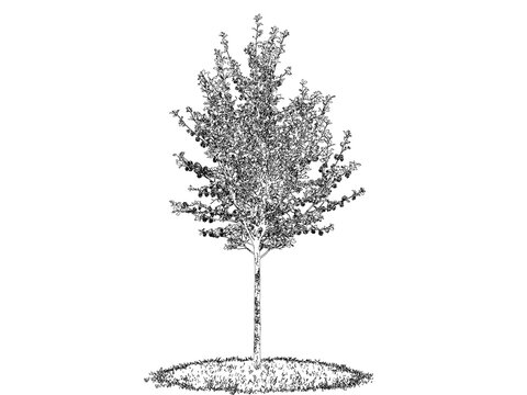 Young deciduous tree with textured bark and intricate canopy isolated on transparent background for landscape