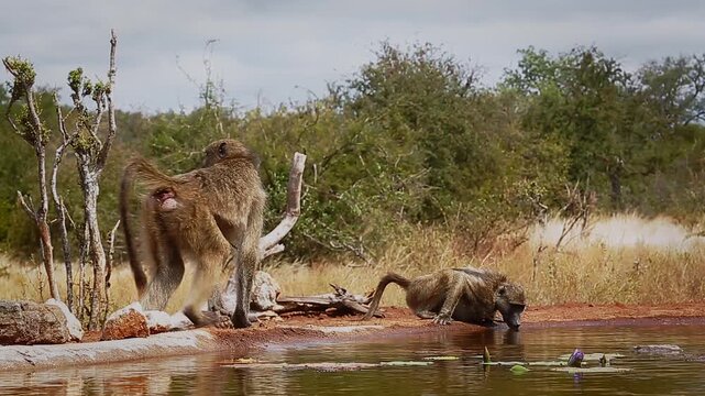 Two Chacma baboons drinking and walking along waterhole  in greater  Kruger National park, South Africa ; Specie Papio ursinus family of Cercopithecidae