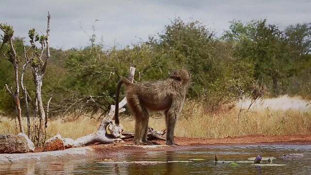 Chacma baboon drinking in waterhole with caution in greater  Kruger National park, South Africa ; Specie Papio ursinus family of Cercopithecidae