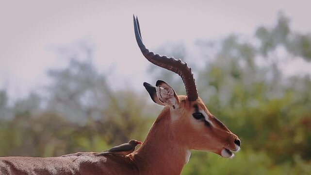 Common Impala horned male portrait groomed by oxpecker in Greater Kruger National park, South Africa ; Specie Aepyceros melampus family of Bovidae