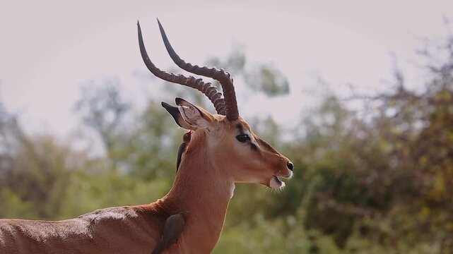 Common Impala horned male portrait groomed by oxpecker in Greater Kruger National park, South Africa ; Specie Aepyceros melampus family of Bovidae