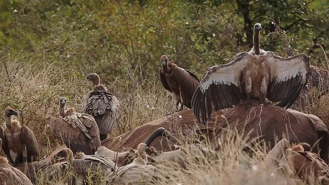 Group of  White backed Vulture and one hooded vulture scavenging on old elephant carcass in Greater Kruger National park, South Africa ; Specie Gyps africanus family of Accipitridae