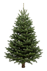 Fototapeta premium Fir tree with detailed needles on transparent background