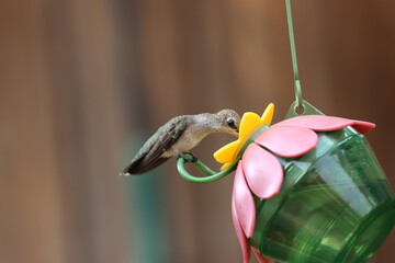 Hummingbird drinking nectar from a feeder. © Elzbieta 