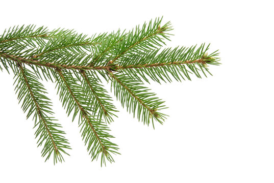 Green fir branch with needles on transparent background